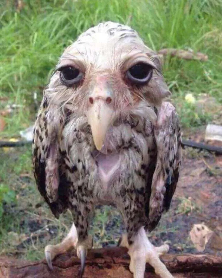 Soggy Owl
